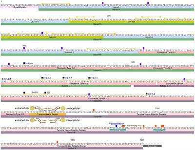 A Rhodnius prolixus Insulin Receptor and Its Conserved Intracellular Signaling Pathway and Regulation of Metabolism